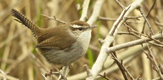 Specii de pănțăruși din familia Troglodytidae și habitatul lor Pănțăruși, specii de păsări din familia Troglodytidae