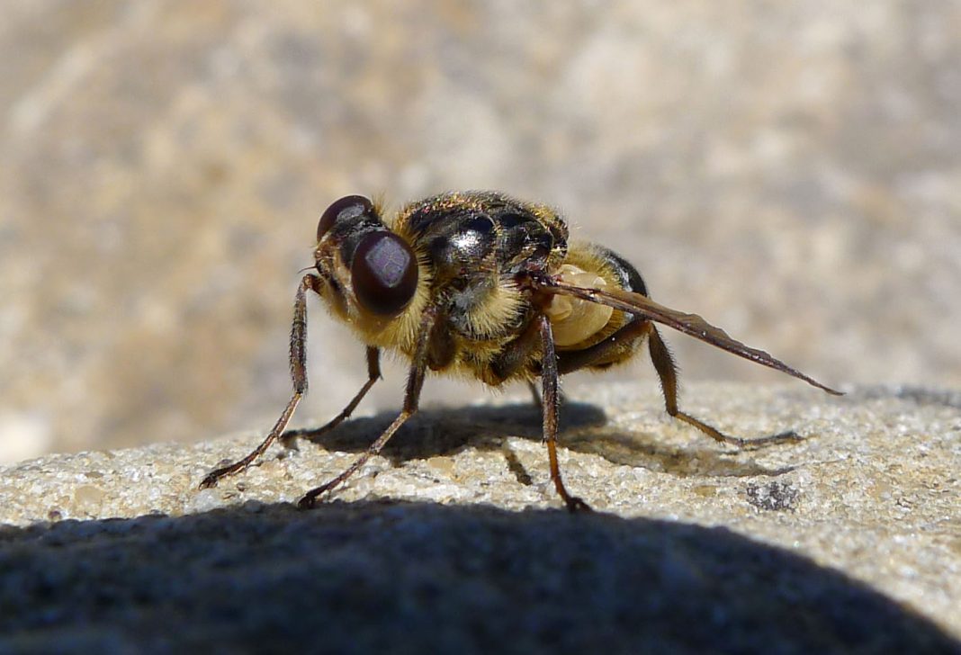 Specii de strechii și muște căutătoare din familia Oestridae Specii de strechii și muște căutătoare din familia Oestridae