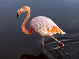 Vezi ce specii de flamingi există în lume