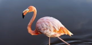 Specii de flamingi din întreaga lume și trăsăturile lor distinctive Vezi ce specii de flamingi există în lume