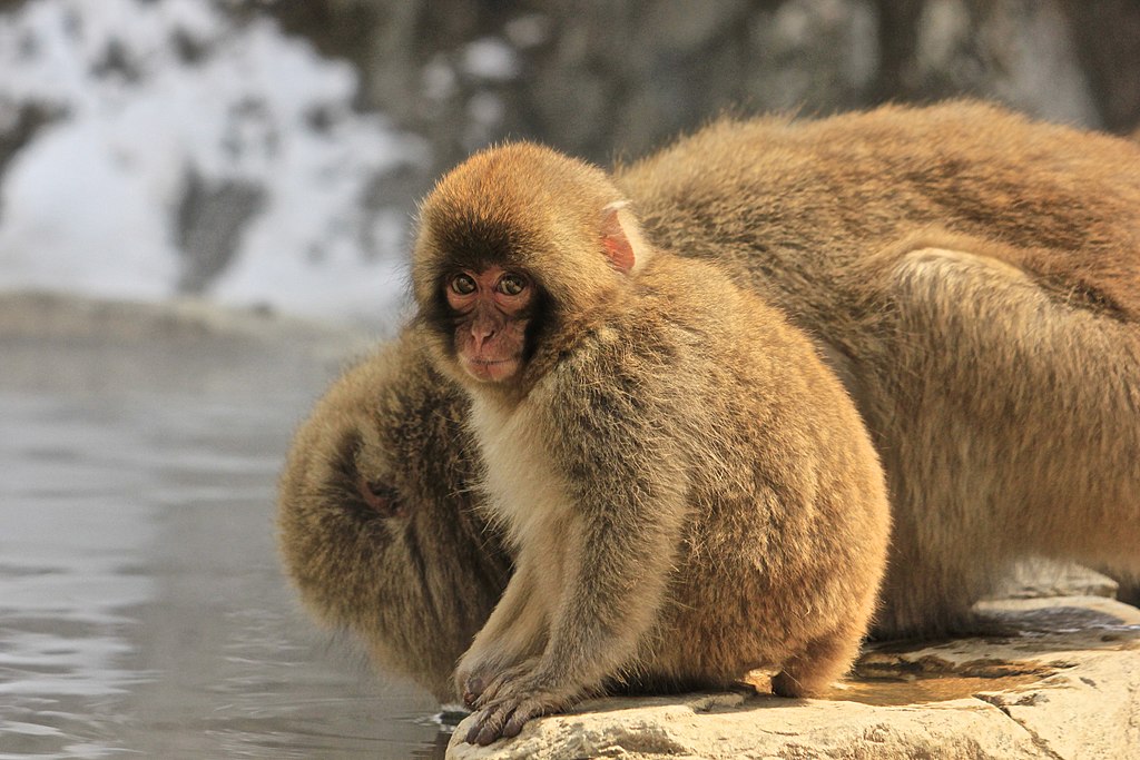 Macaca fuscata