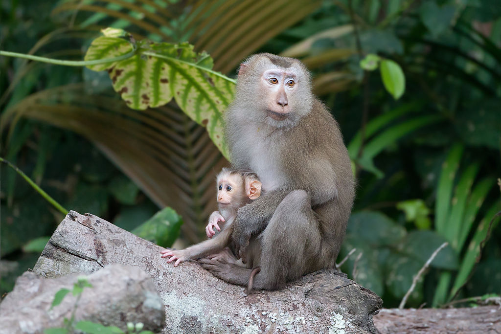 Macaca leonina