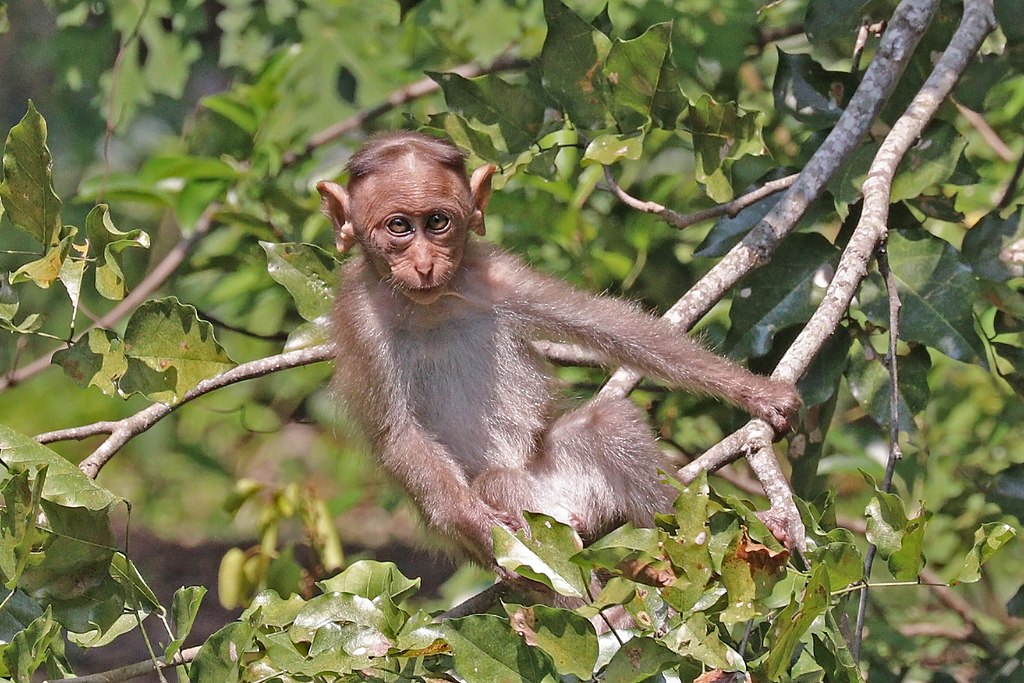 Macaca radiata