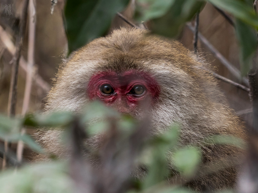 Macaca thibetana