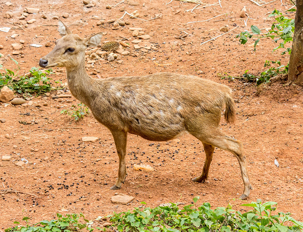 Rusa timorensis