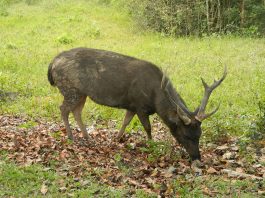 Specii de cerbi Rusa cu două ramificații la coarne