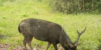 Specii de cerbi Rusa cu două ramificații la coarne și habitatul lor Specii de cerbi Rusa cu două ramificații la coarne