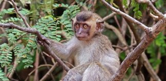 Cele mai interesante maimuțe din genul Macaca și trăsăturile lor unice Vezi cele mai interesante maimuțe din genul Macaca