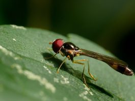 Cele mai bune insecte zburătoare din lume - Syrfide