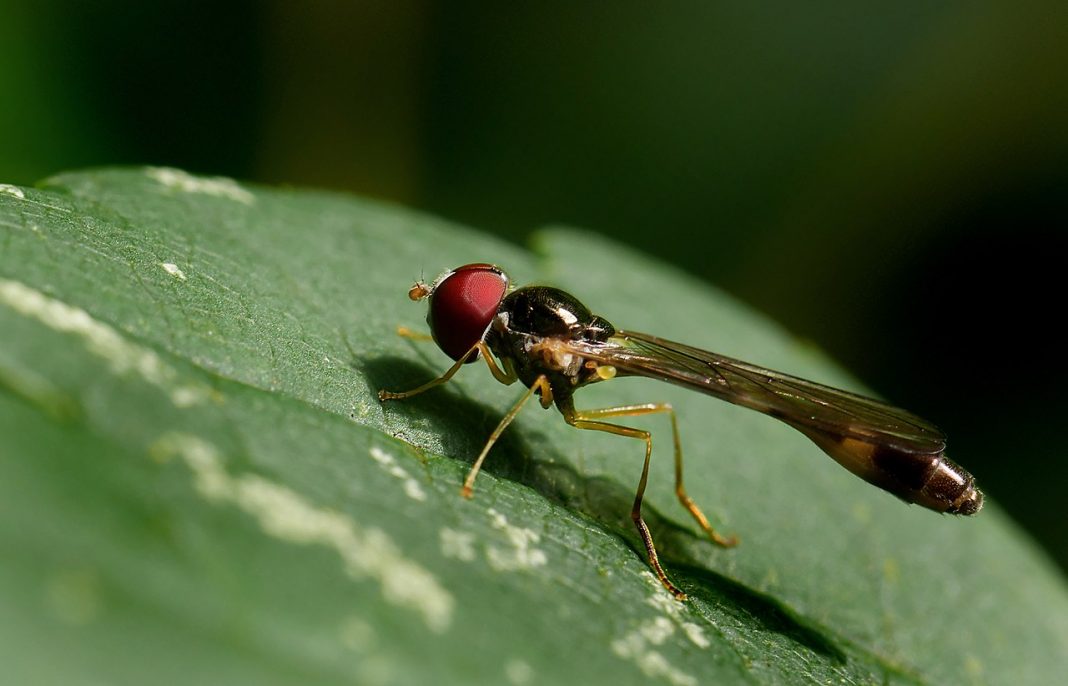 Cele mai bune insecte zburătoare din lume - Syrfide