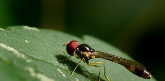 Syrfidele, cele mai bune insecte zburătoare și rolul lor în ecosistem Cele mai bune insecte zburătoare din lume - Syrfide