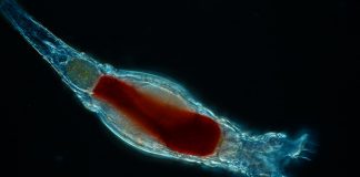 Rotiferele, cele mai mici nevertebrate din lume și adaptările lor uimitoare Cele mai mici nevertebrate din lume, rotiferele