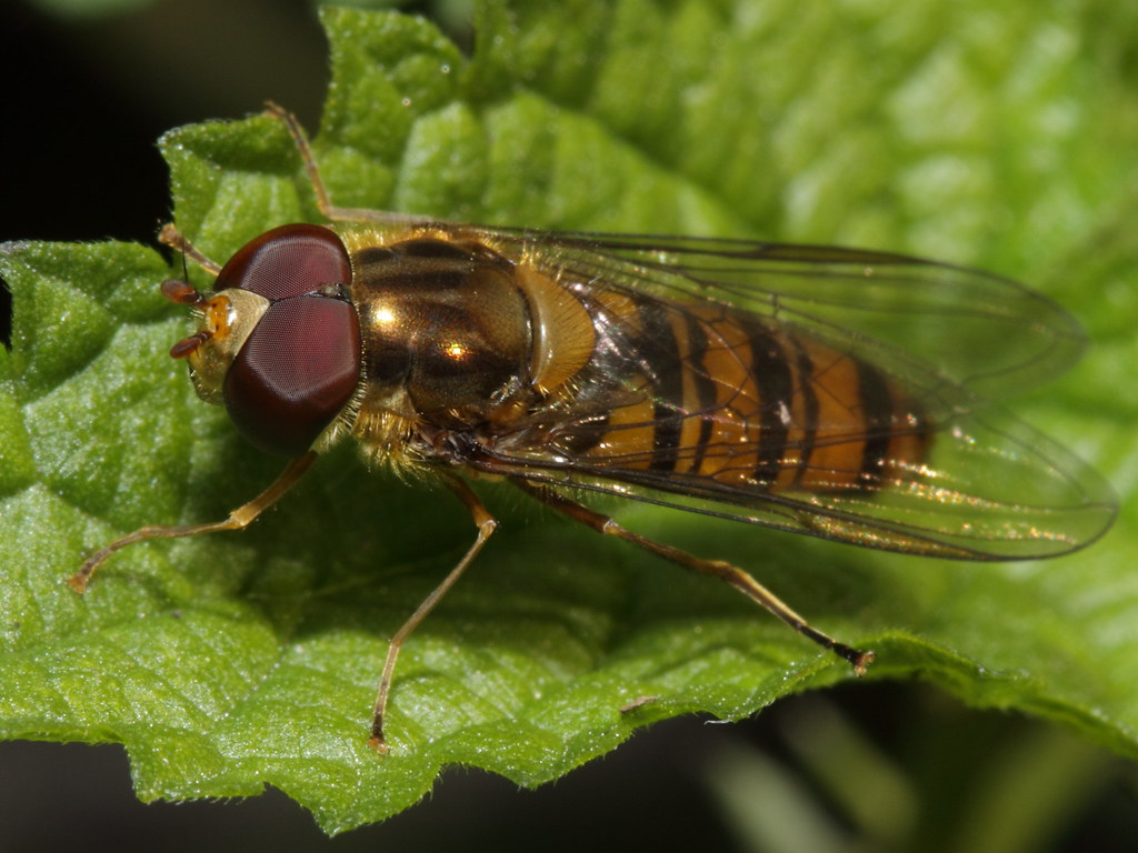 Episyrphus balteatus