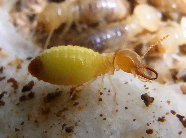 Globitermes sulphureus, Foto: talesofthegrotesqueanddungeonesque.blogspot.ro