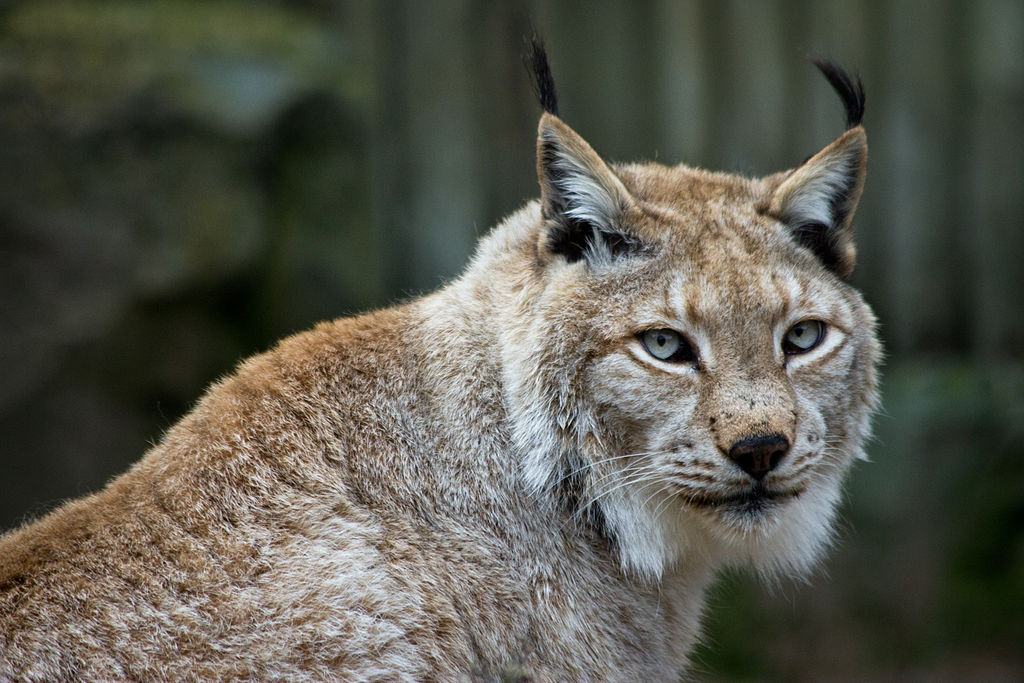 Lynx lynx