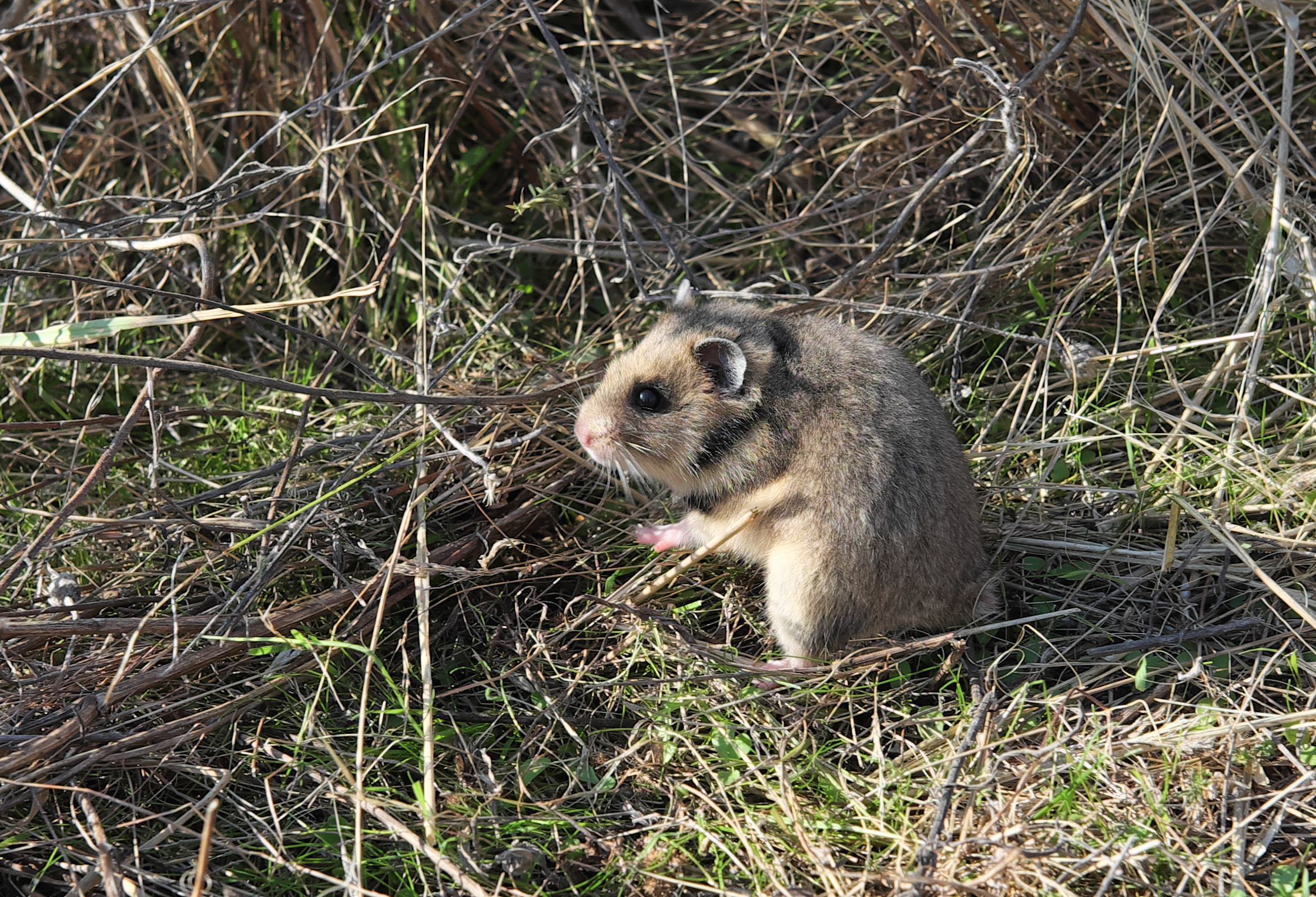 Mesocricetus newtoni