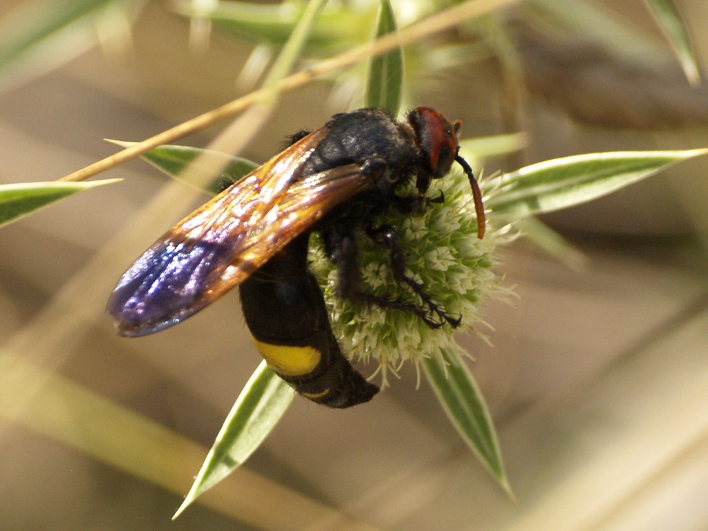 Scolia erythrocephala