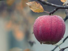 Sensul şi originea expresiei Mărul discordiei