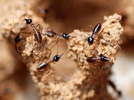 Specii de termite uriașe din familia Termitidae