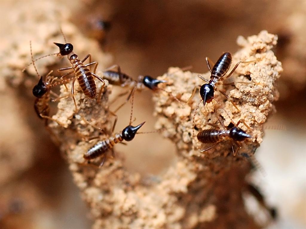 Specii de termite uriașe din familia Termitidae