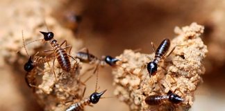 Specii de termite uriașe din familia Termitidae și habitatul lor Specii de termite uriașe din familia Termitidae