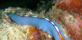 Specii de viermi plați din clasa Turbellaria și habitatul lor divers Specii de viermi plați din clasa Turbellaria