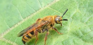 Specii de viespi-mamut din familia Scoliidae și adaptările lor remarcabile Specii de viespi-mamut din familia Scoliidae