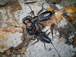 Telifonide, specii de scorpioni din familia Thelyphonidae