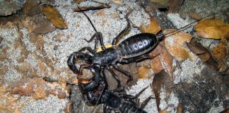 Telifonide, scorpioni unici din familia Thelyphonidae și adaptările lor Telifonide, specii de scorpioni din familia Thelyphonidae