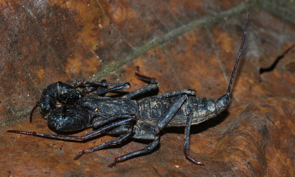 Thelyphonus