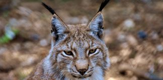 Top 10 animale pe cale de dispariție din România și cauzele declinului lor Top 10 animale pe cale de disparitie din țara noastră