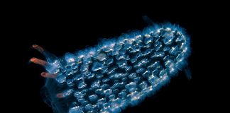 Tunicatele pelagice din clasa Thaliacea și rolul lor în ecosistemele marine Tunicate pelagice, organisme cordate din clasa Thaliacea