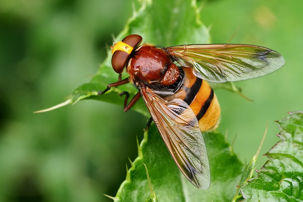 Volucella zonaria