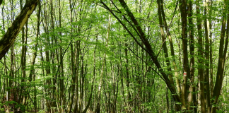 Top 6 păduri din România în care se întâmplă fenomene stranii padureee