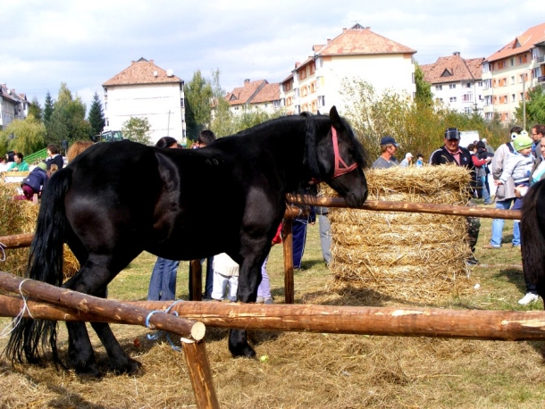 petrecere campeneasca miercurea ciuc