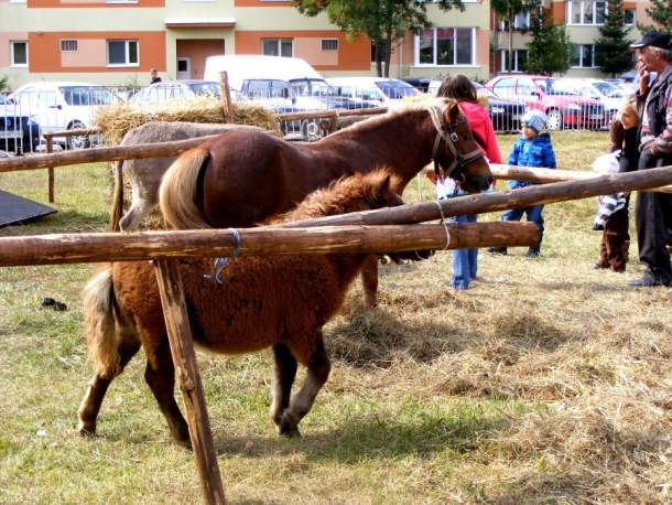 petrecere cu ponei miercurea ciuc