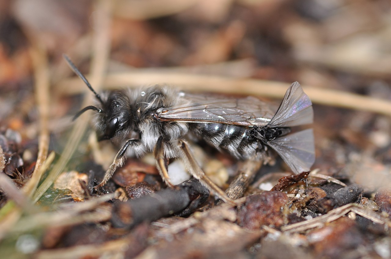 Stilopizi, nevertebrate bizare din ordinul Strepsiptera care stresează insectele