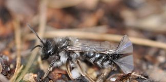 Stilopizi, nevertebratele parazite bizare care controlează insectele-gazdă Stilopizi, nevertebrate bizare din ordinul Strepsiptera care stresează insectele