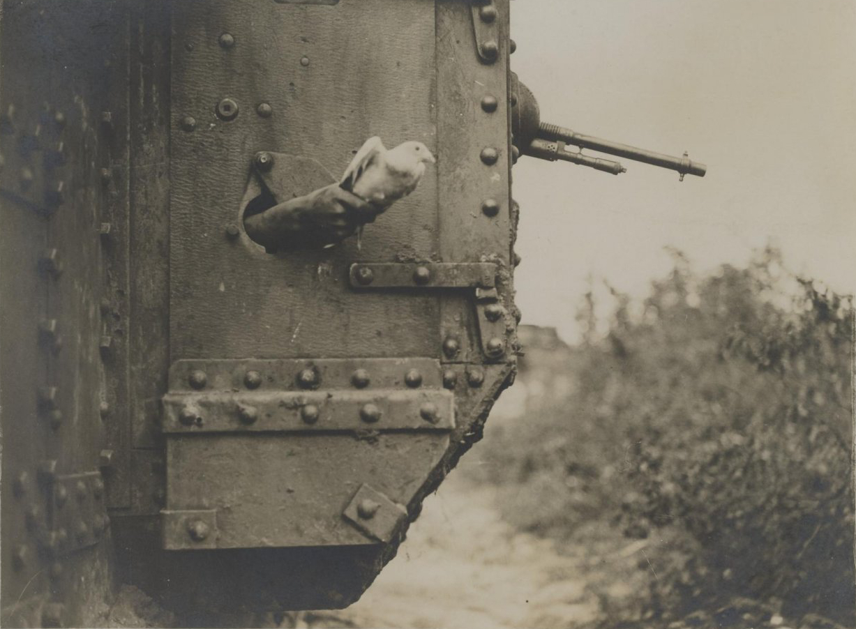 War Pigeon