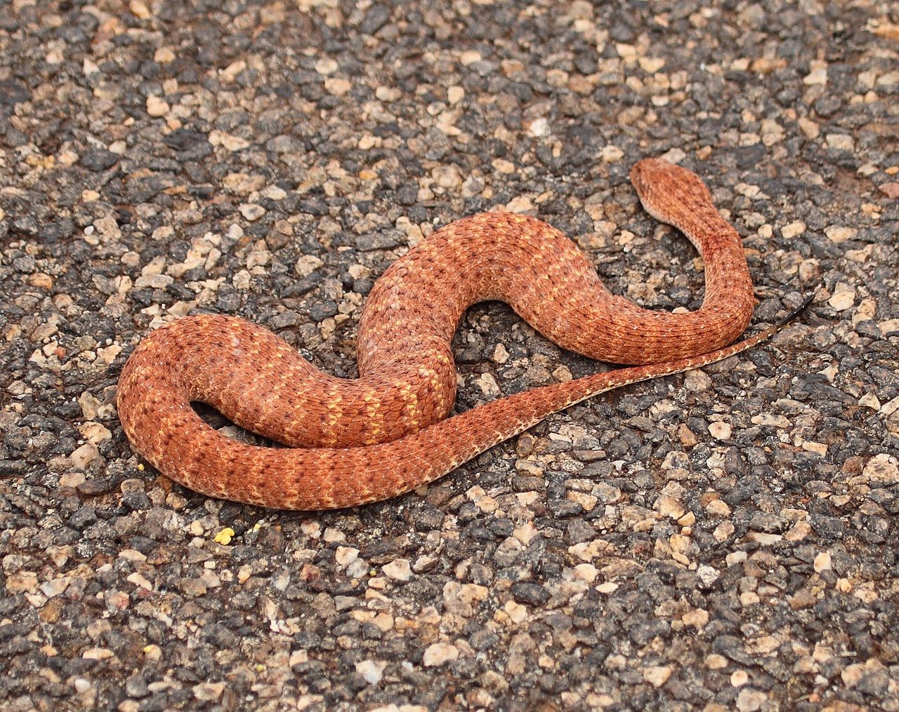 Acanthophis Pyrrhus