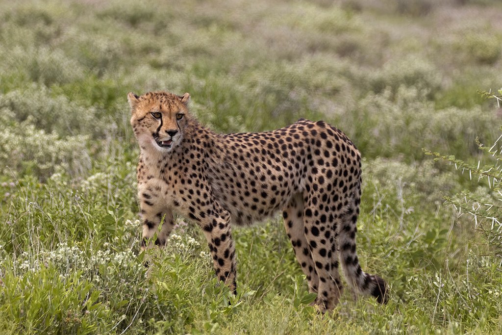 Acinonyx jubabus