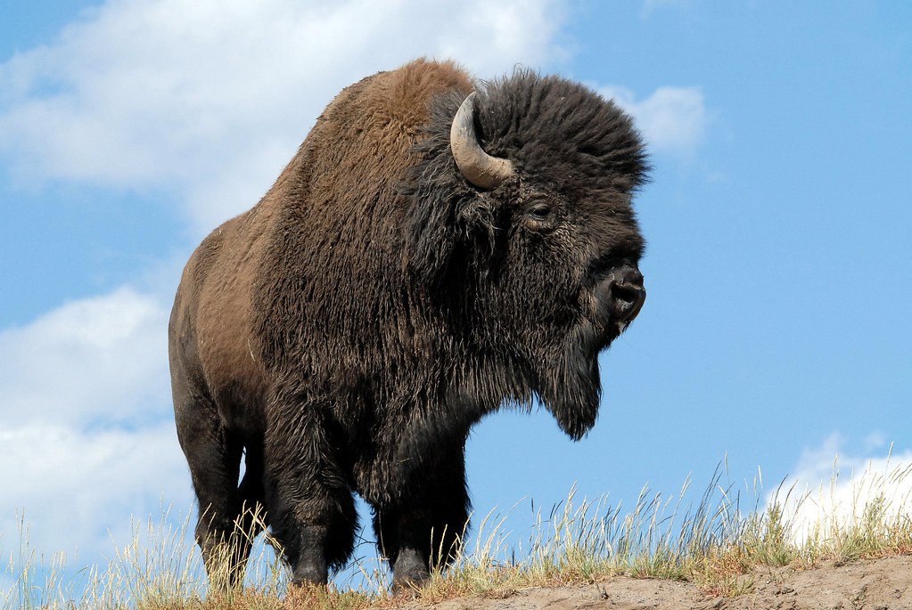 Bison bison