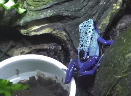 Broasca Dendrobates azureus