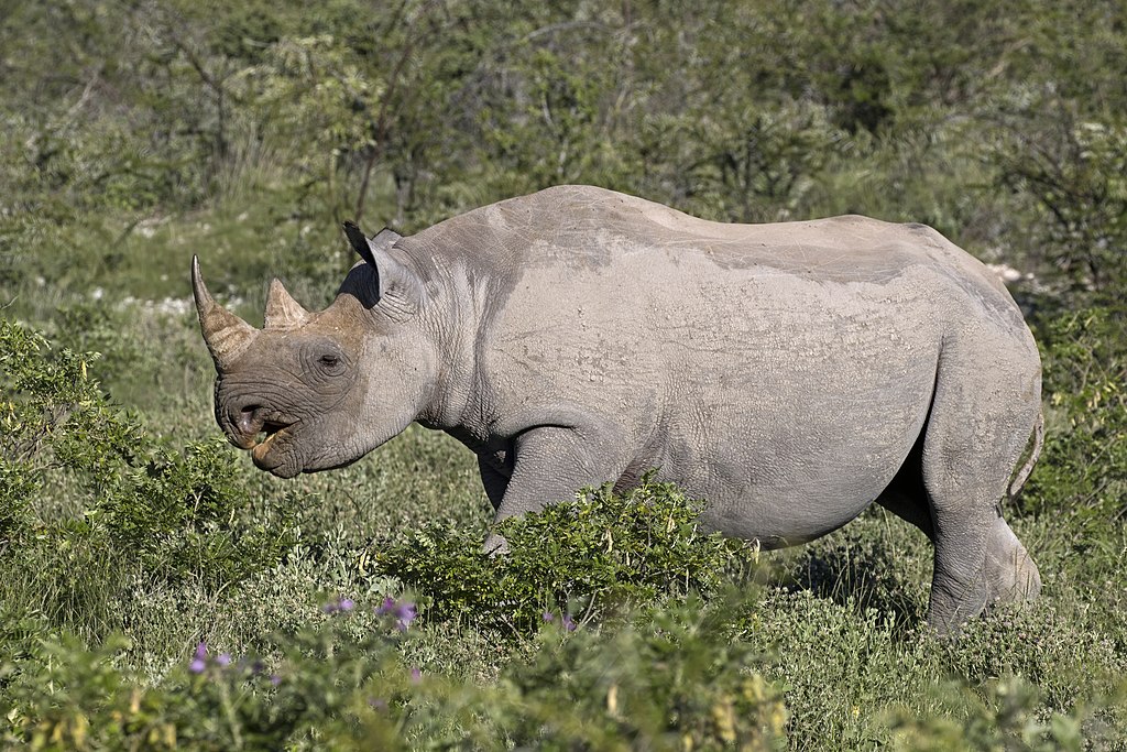 Diceros bicornis