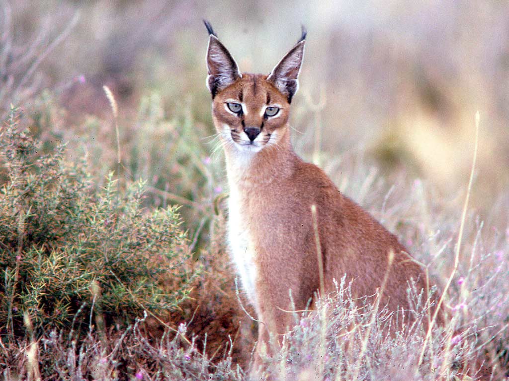 Felis caracal