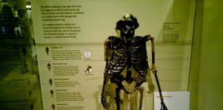 Lucy, scheletul vechi de 3,2 milioane de ani – ultimul strămoș comun al oamenilor și cimpanzeilor Lucy