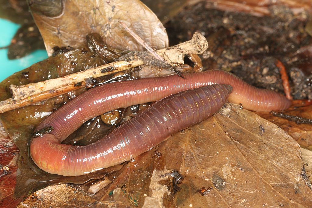 Lumbricus terrestris