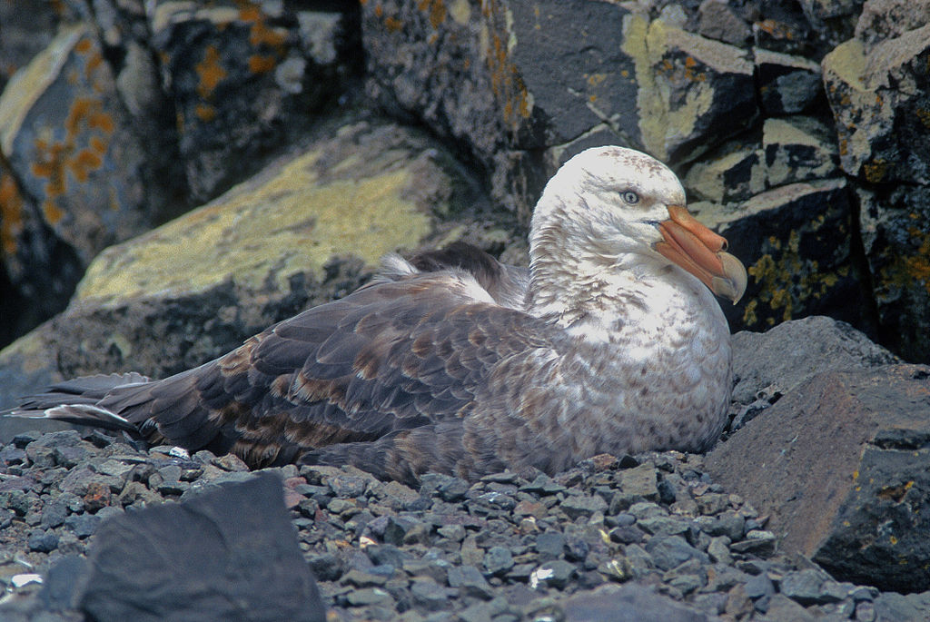 Macronectes giganteus