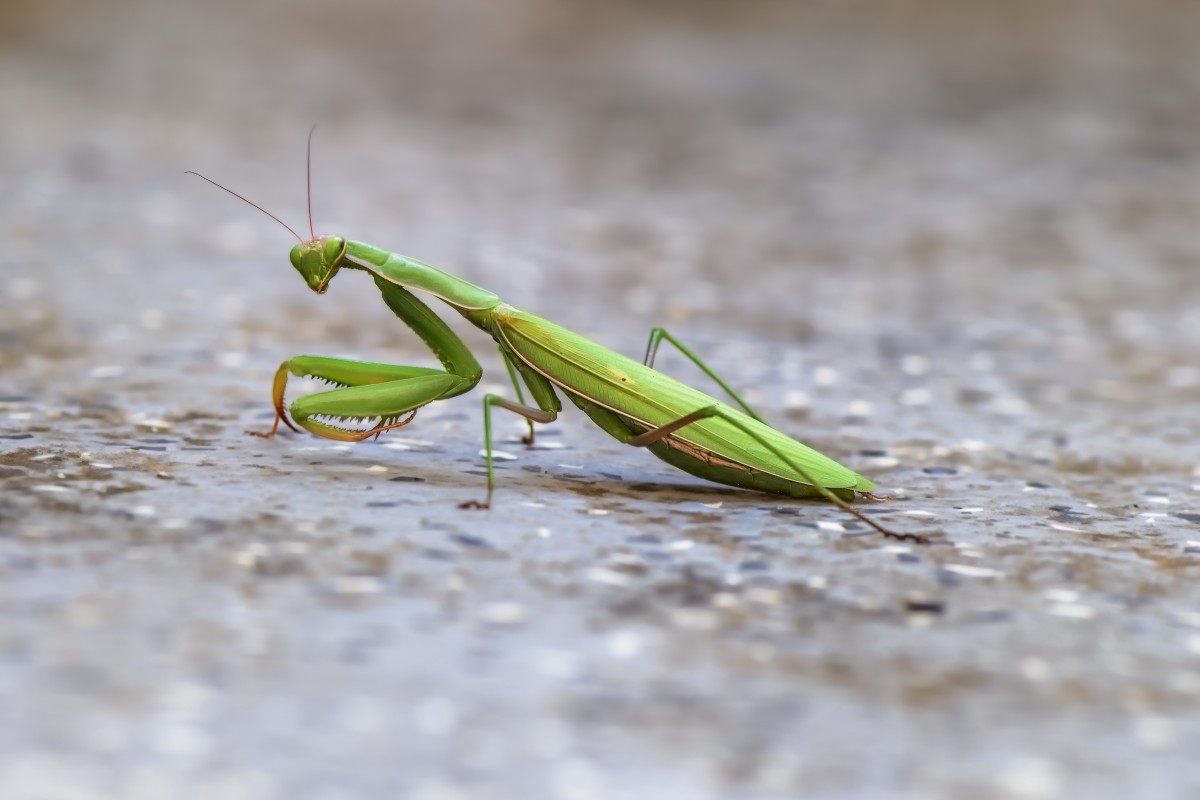 Mantis religiosa