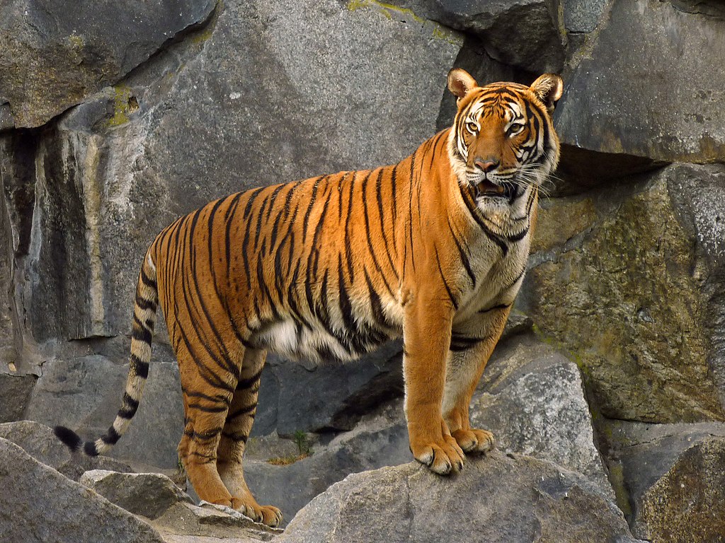 Panthera tigris